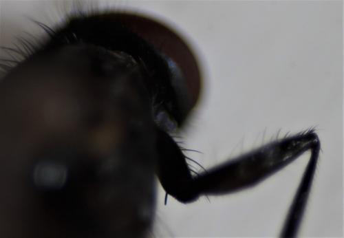 Fannia atripes